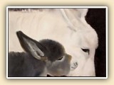  Cary Constantine Miniature Donkey Artist