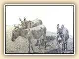   Charles Brooks Miniature Donkey Artist