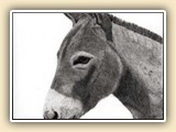   Charles Brooks Miniature Donkey Artist